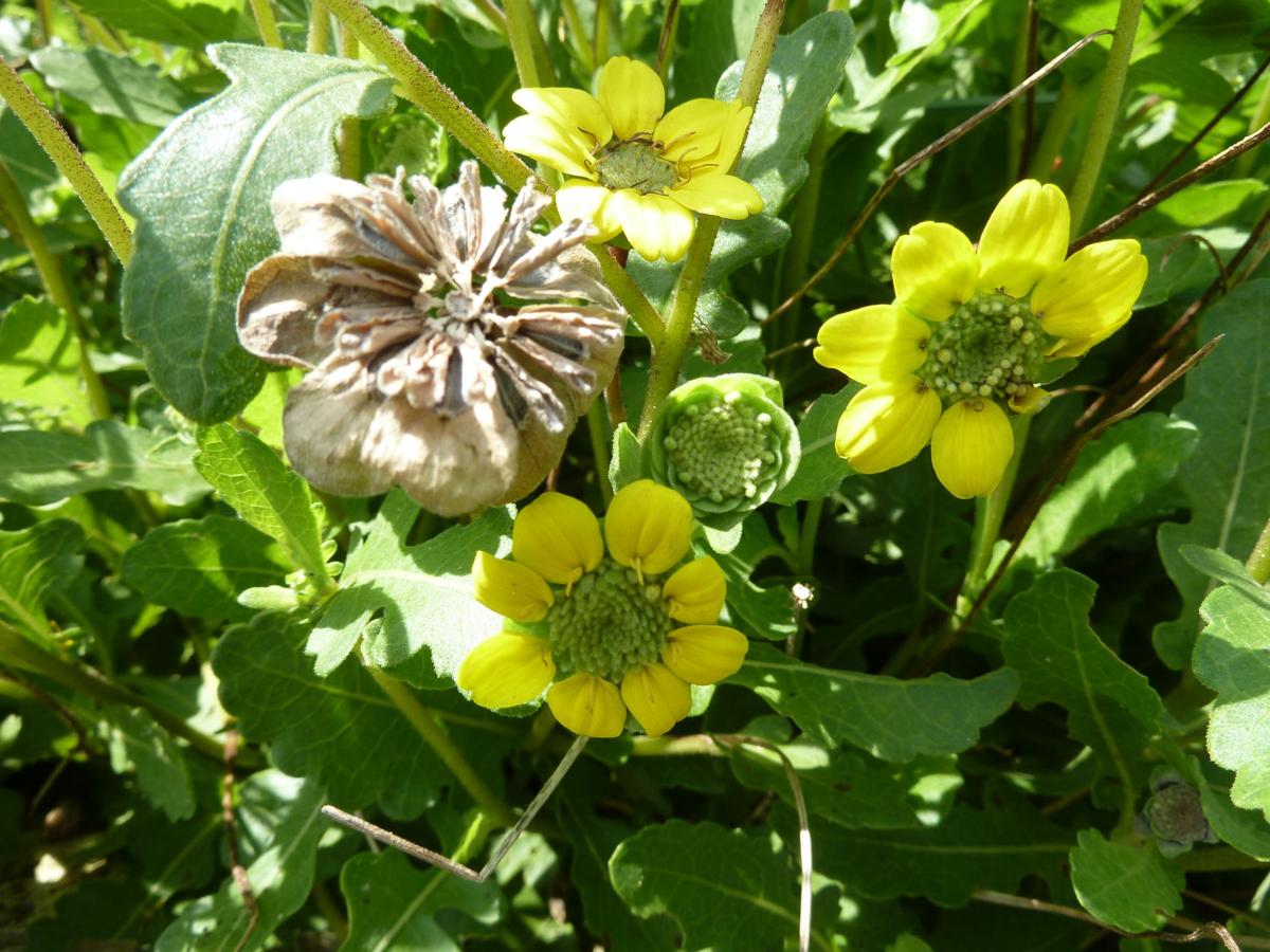 Yellow Fall Wildflowers In Florida Real Estate Chronicleonline Com