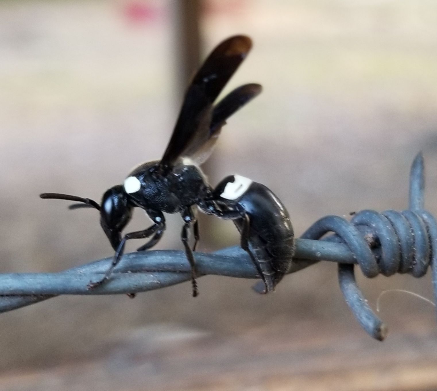 black wasp with white stripes and blue wings