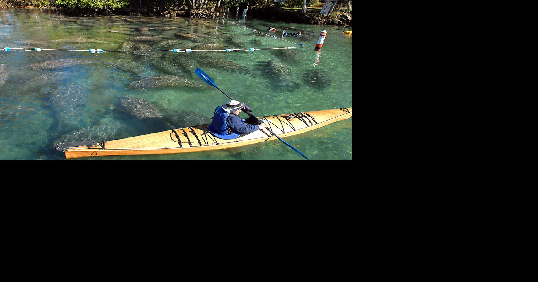 So, how bad is it? Battle over manatee status wages | Local News ...
