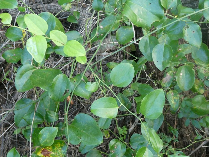 Florida’s nine common smilax vines Real Estate