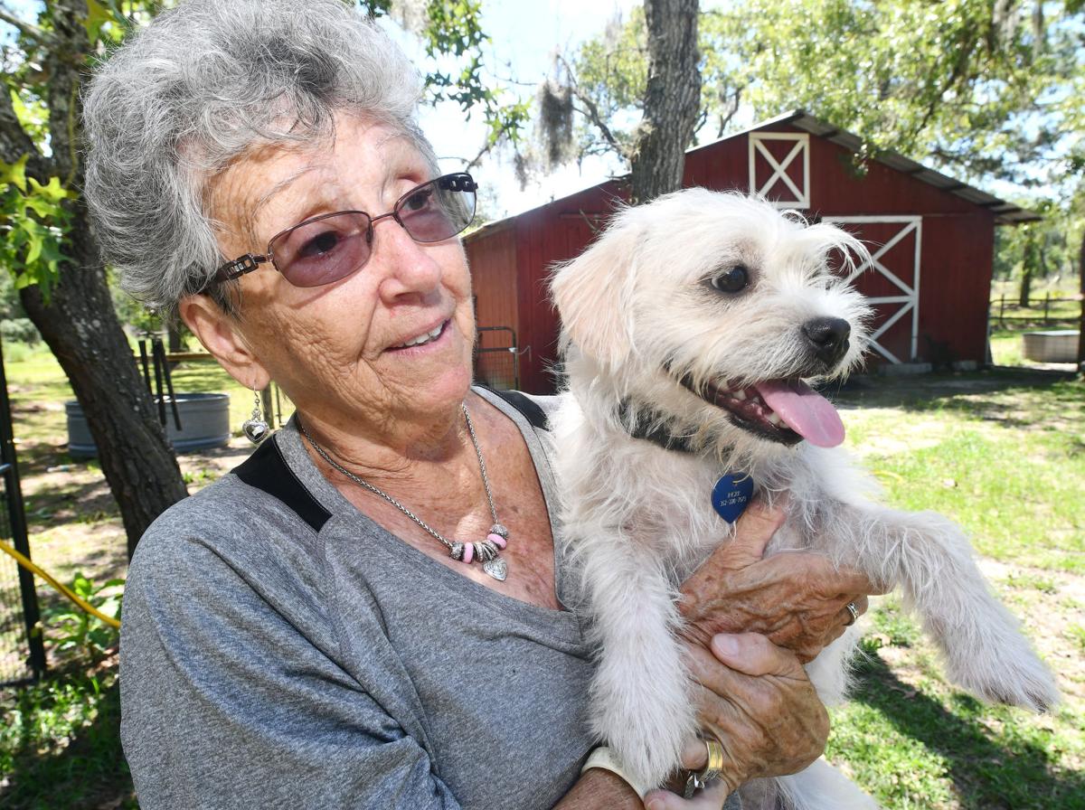 Local Golden Retriever Rescue Serves As Hope For The Hopeless Local News Chronicleonline Com