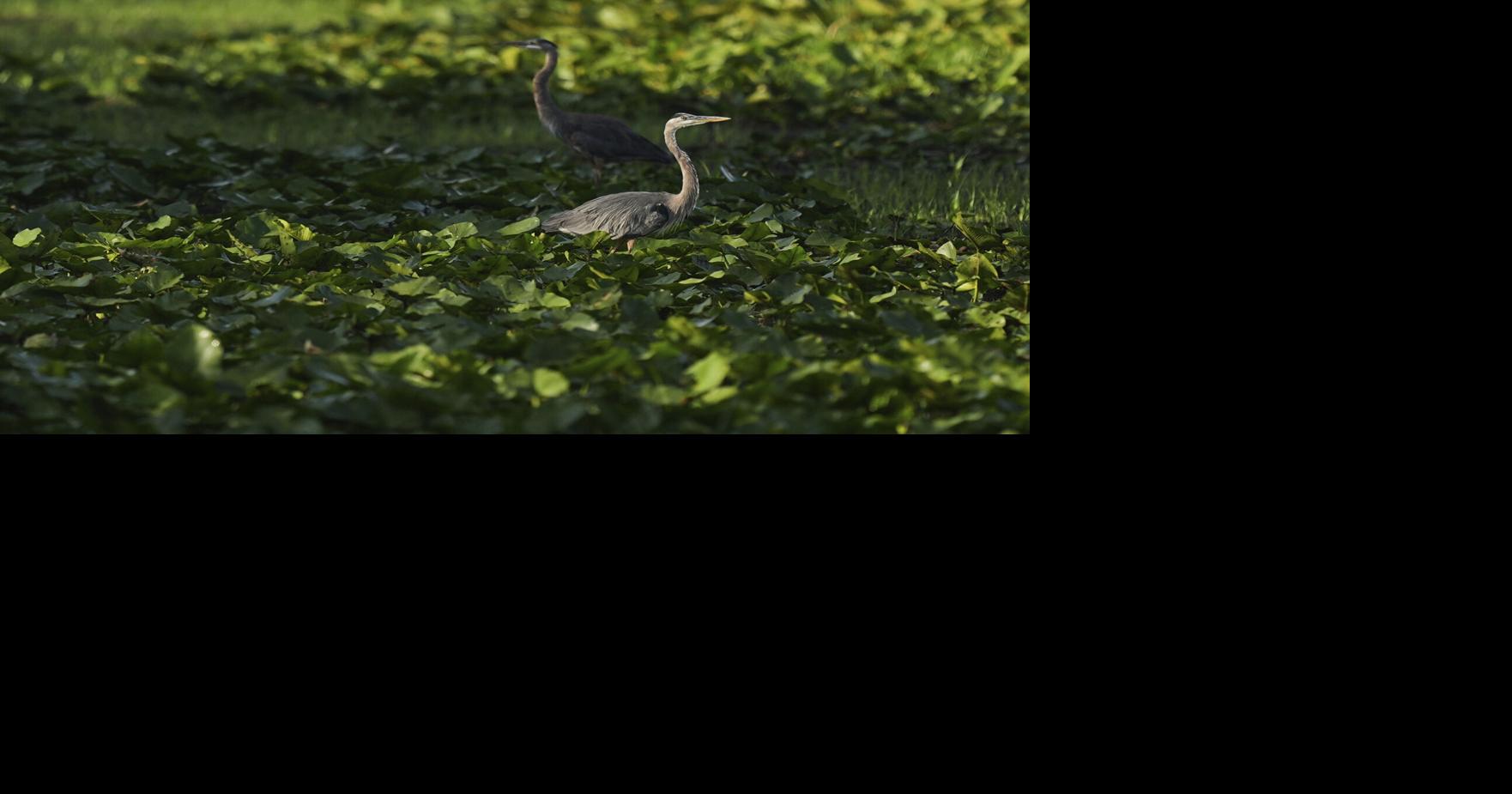 Column: Now hitting deadline, Florida flunks Everglades pollution cleanup