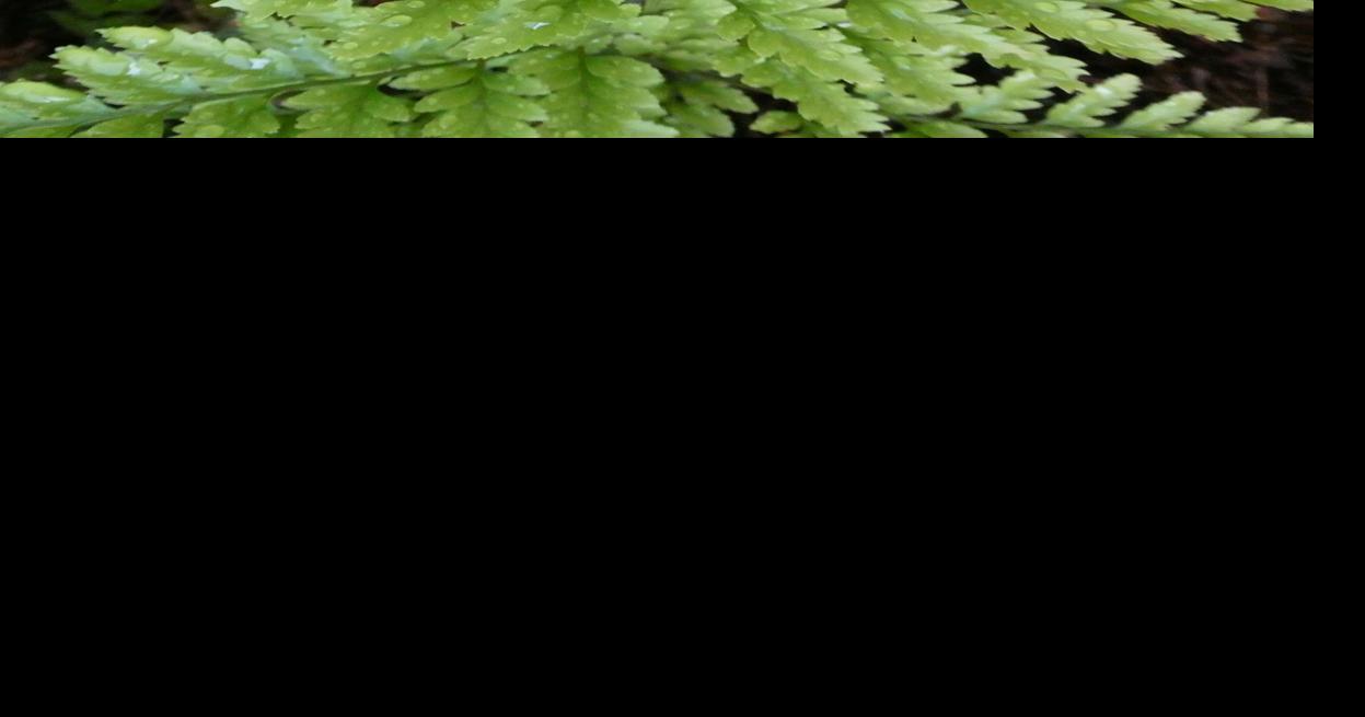 A closer look at Leatherleaf Fern Real Estate