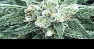 Recreational pot backers urge Florida Supreme Court approval - Vimarsana News