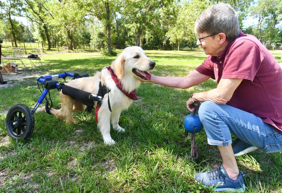 Local Golden Retriever Rescue Serves As Hope For The Hopeless Local News Chronicleonline Com