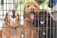 Local Golden Retriever Rescue Serves As Hope For The Hopeless Local News Chronicleonline Com