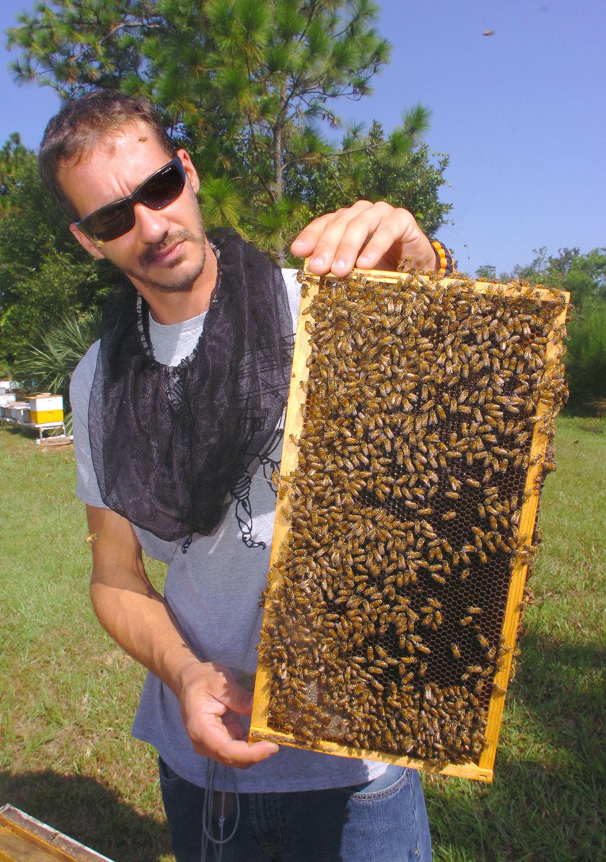 Bosque Farms Bee Hive Christmas Parade 2022 Bees Are On The Rise Again | Local News | Chronicleonline.com