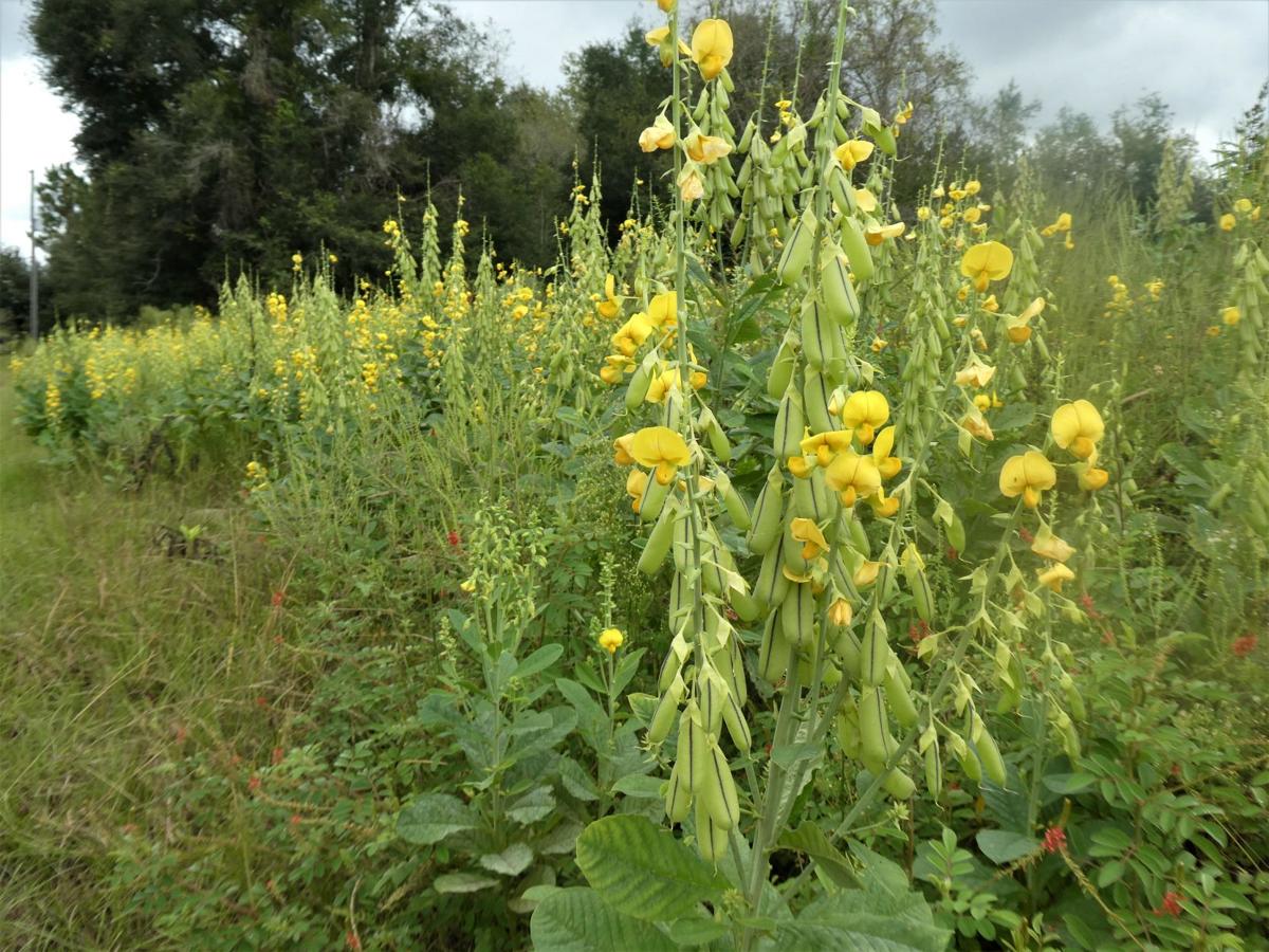 Yellow Fall Wildflowers In Florida Real Estate Chronicleonline Com