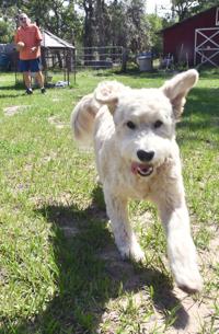 Local Golden Retriever Rescue Serves As Hope For The Hopeless Local News Chronicleonline Com