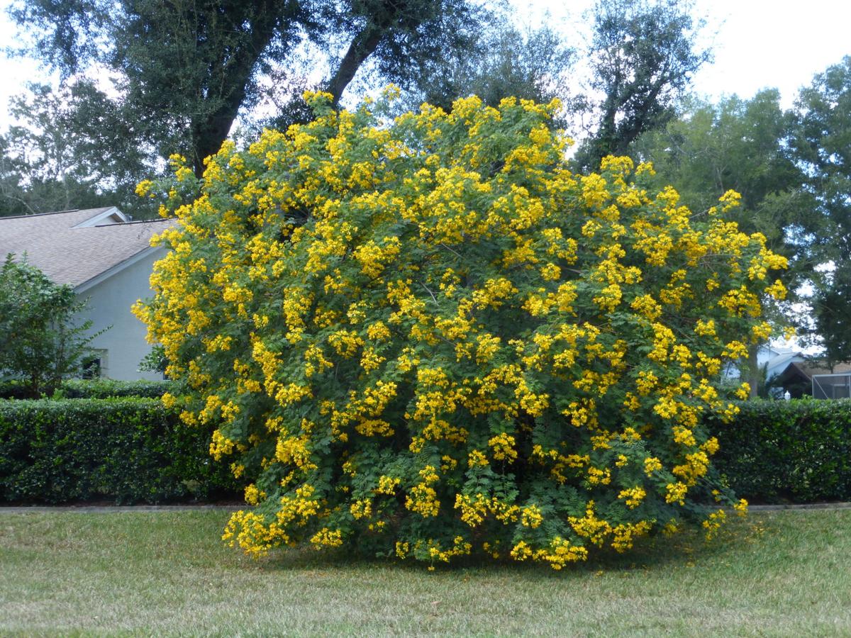 A Look At Sennas In Florida Real Estate Chronicleonline Com