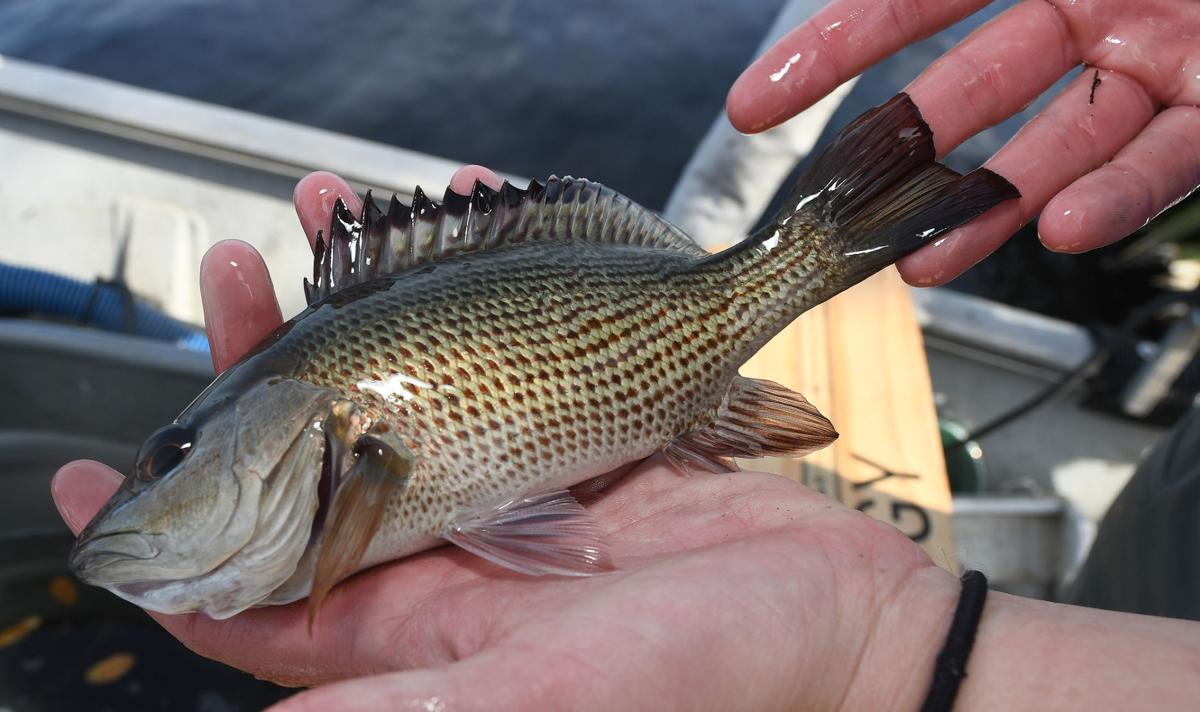 FWC shocks, stuns fish in study of Homosassa River's health, Local News