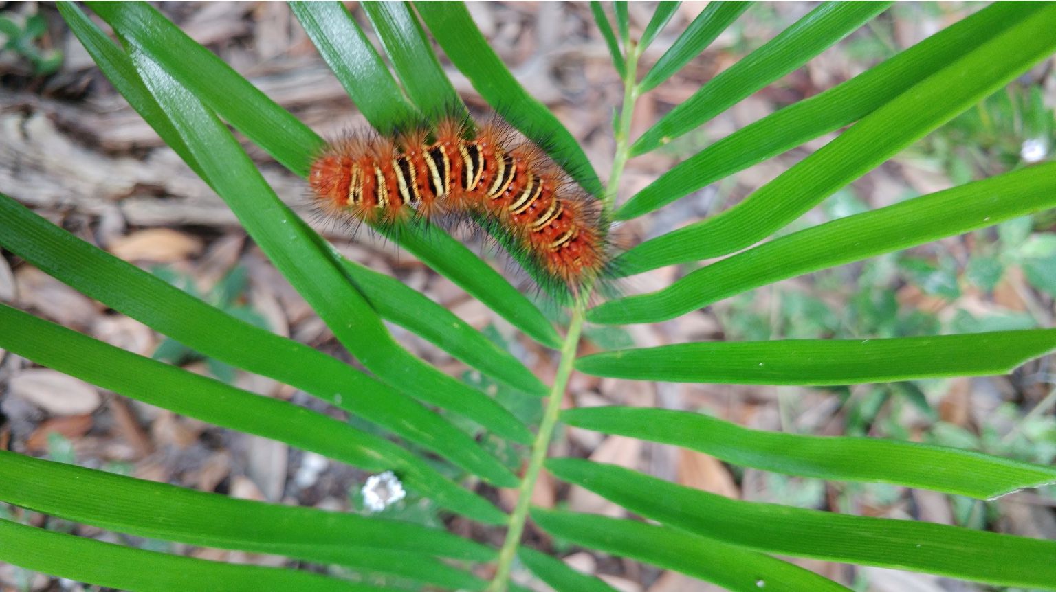 Caterpillar echo clearance