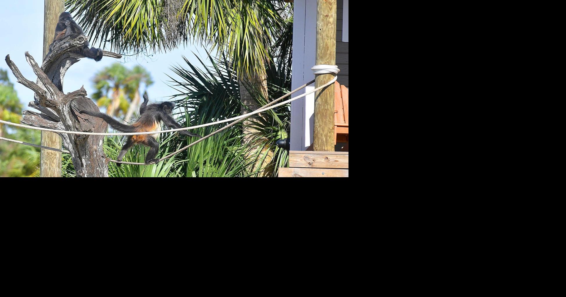 Monkey business takes money: Historic Monkey Island fundraiser seeks sponsors to support Ralph and Emily and plan for...