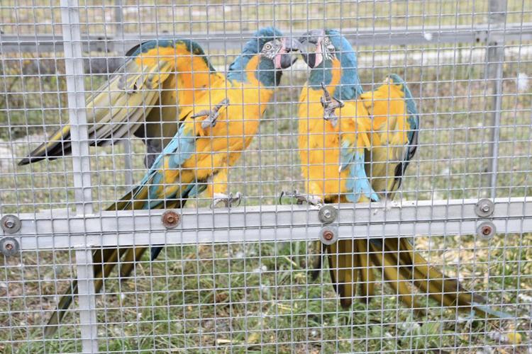 First Squawk Love at first squawk: The heartwarming story of Ziggy's Haven | Local ...