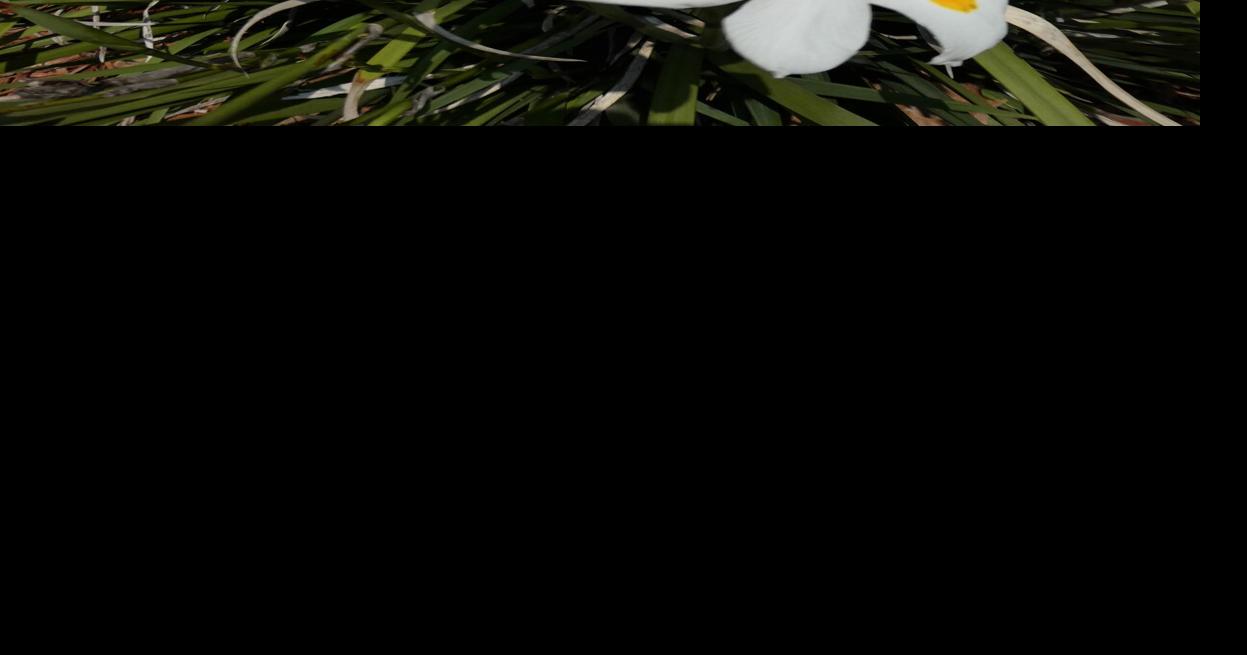 African Iris species in Florida Home and Outdoor Living