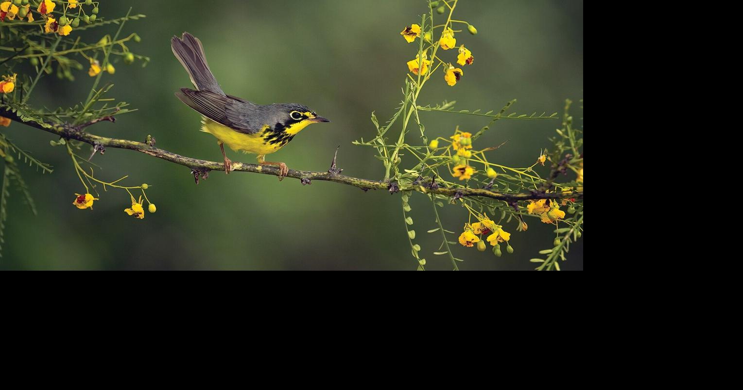 Birding takes flight: Four-part library series explores Florida's feathered friends