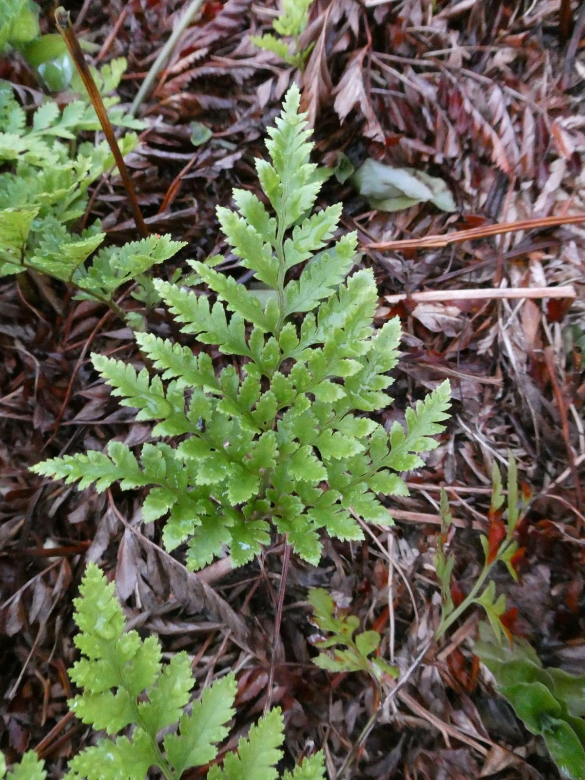 - The Enduring Elegance Of The Leather Leaf Fern