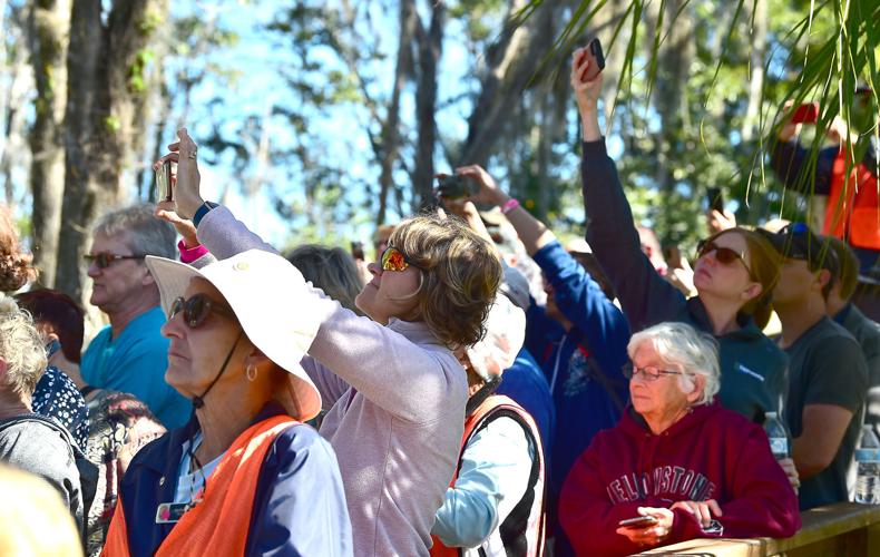 Five manatees released into the wild | Local News | chronicleonline.com