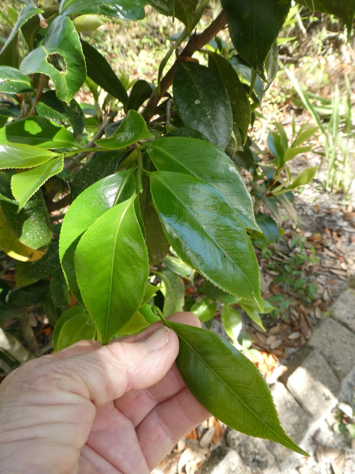 Ornamental Camellias And Azaleas Real Estate Chronicleonline Com