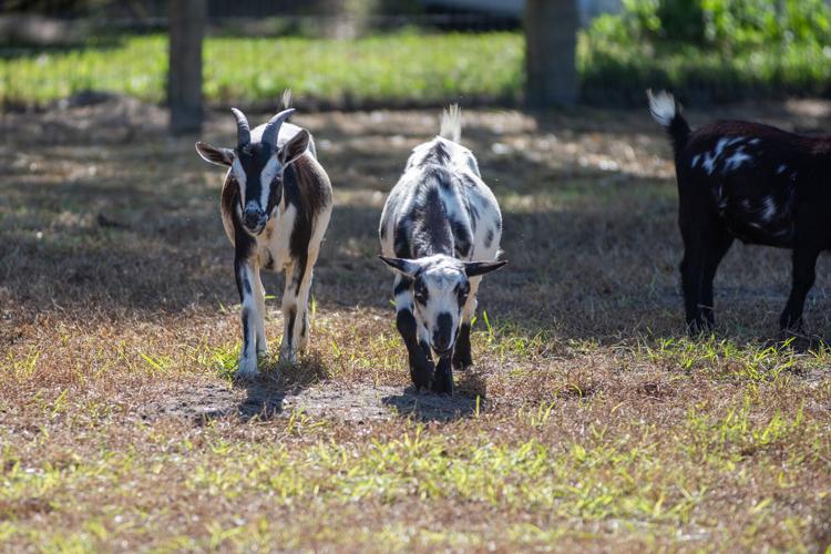 Caanon Ridge Farm Cannon Farms openCannon Farms opens to public for fall | Local News ...