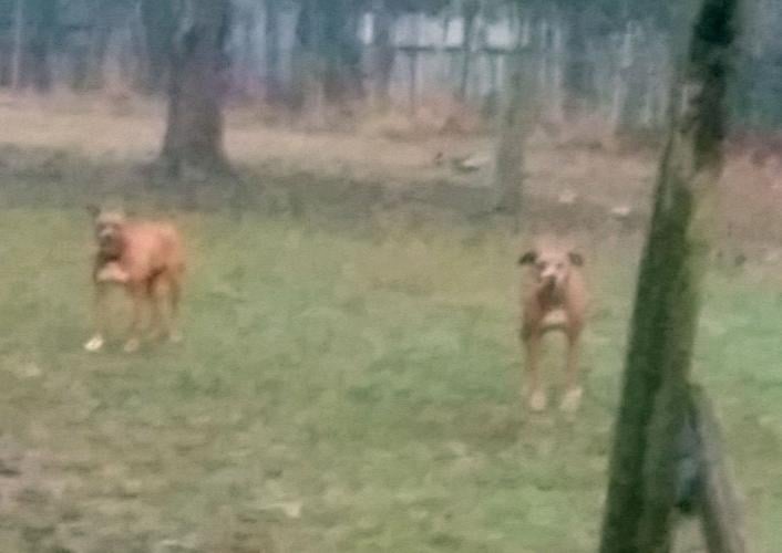 Report Dogs in goats attack have aggressive history Local News