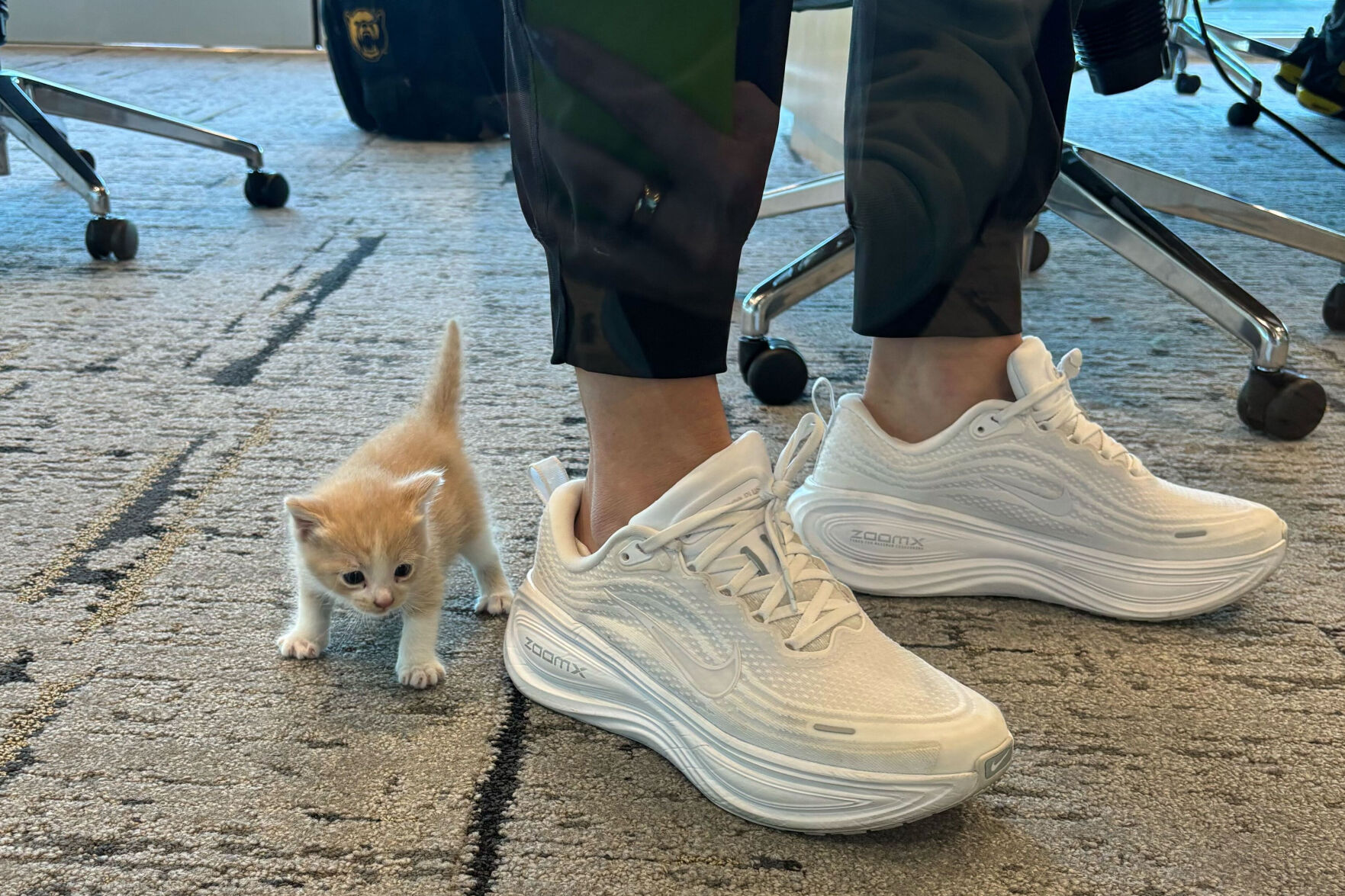 A Mysterious Meow from Her Car Welcomes Baylor Coach Nicki Collen to a New Family Member