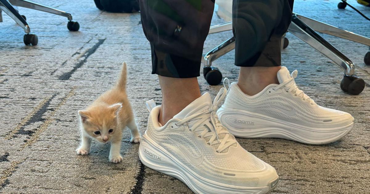 A Mysterious Meow from Her Car Welcomes Baylor Coach Nicki Collen to a New Family Member A Mysterious Meow from Her Car Welcomes Baylor Coach Nicki Collen to a New Family Member