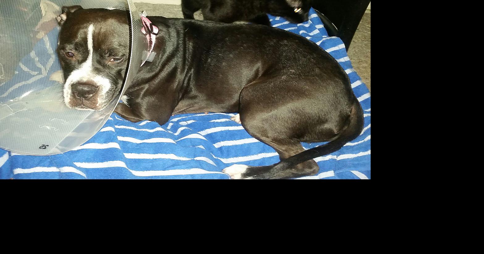 Week in Review 2/22/15: Week of history, manatees, people and plans