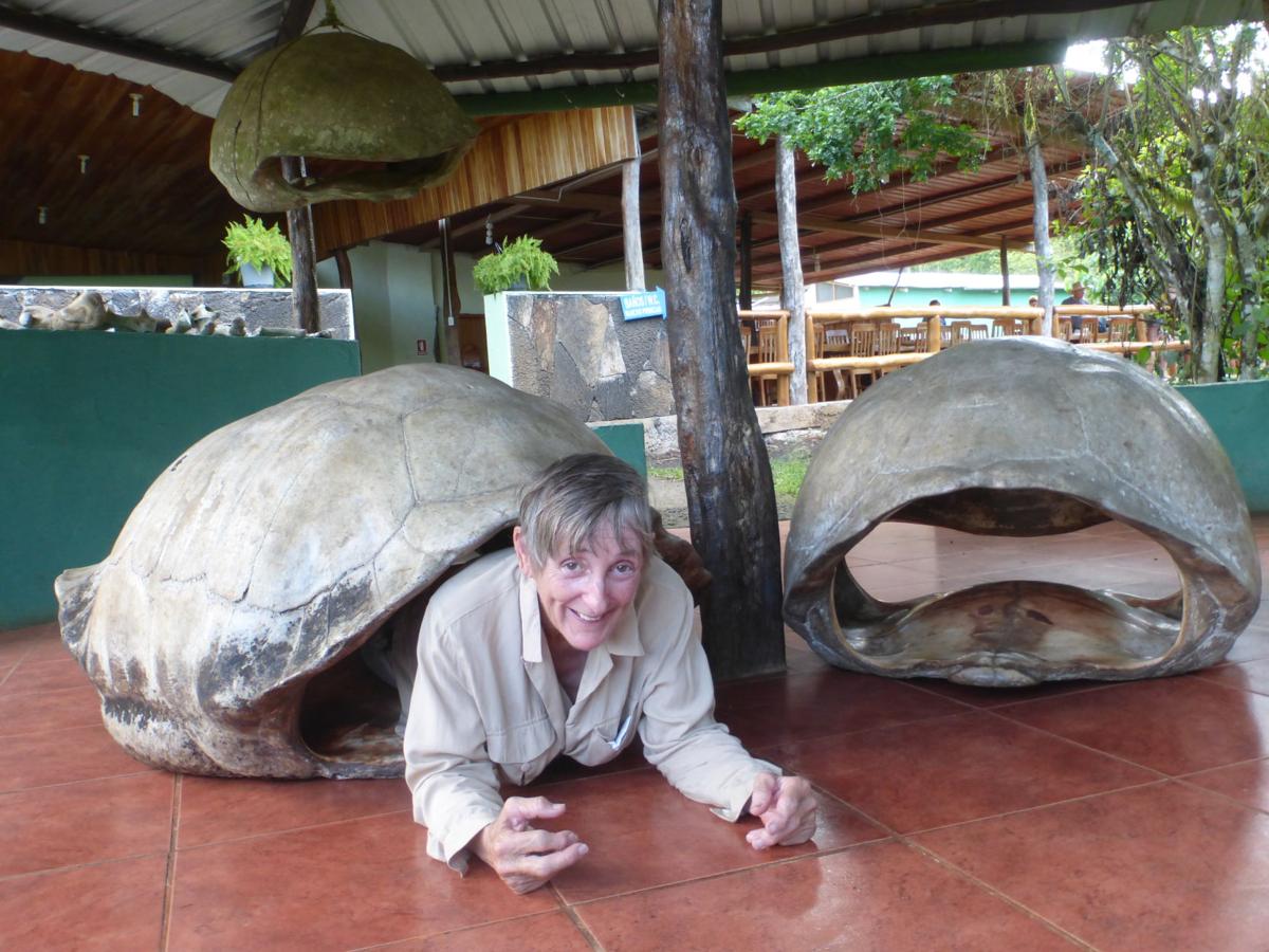 The Gopher Tortoise S Giant Cousin Real Estate Chronicleonline Com