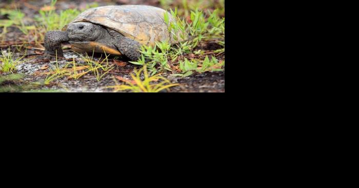 FWC cites Inverness Village 4 builder for gopher tortoise infractions - Vimarsana News