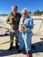 Franklin the green sea turtle returned after recuperating at Gulf Specimen