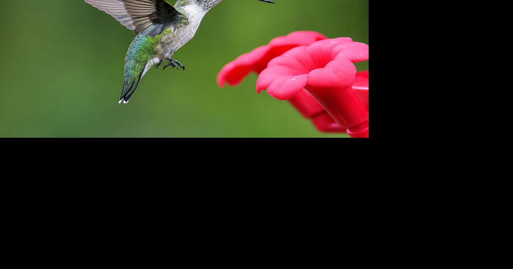 Getting to know you backyard neighbor, the hummingbird