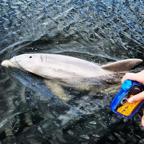 Scratch, beloved Ozello dolphin photographed by National Geographic