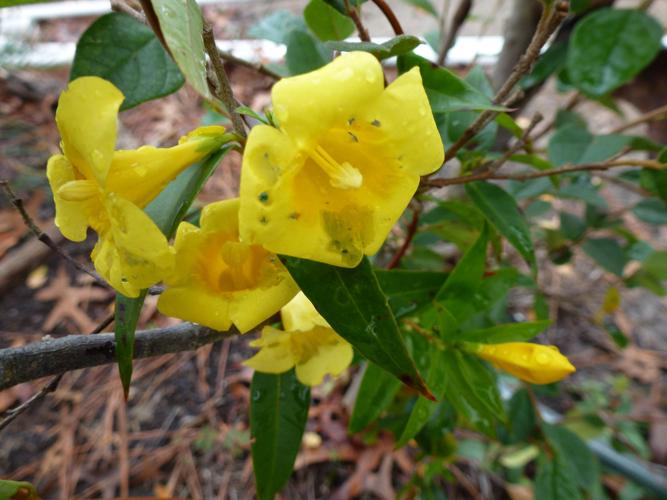 Planting evergreen vines in winter | Real Estate ...