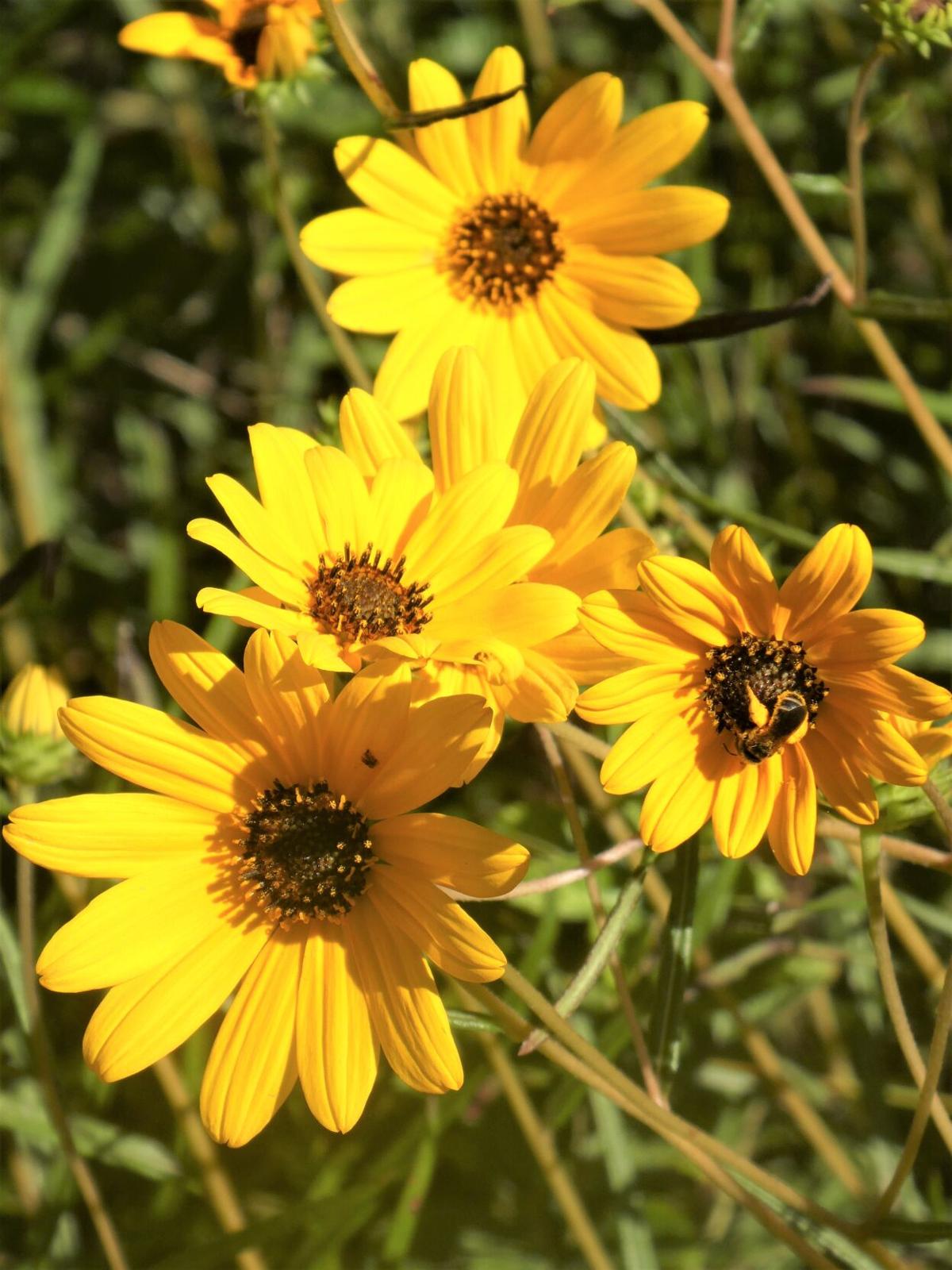 Sunflowers In The Garden Real Estate Chronicleonline Com
