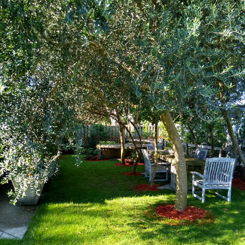 Arbequina Olive Tree - Yarden
