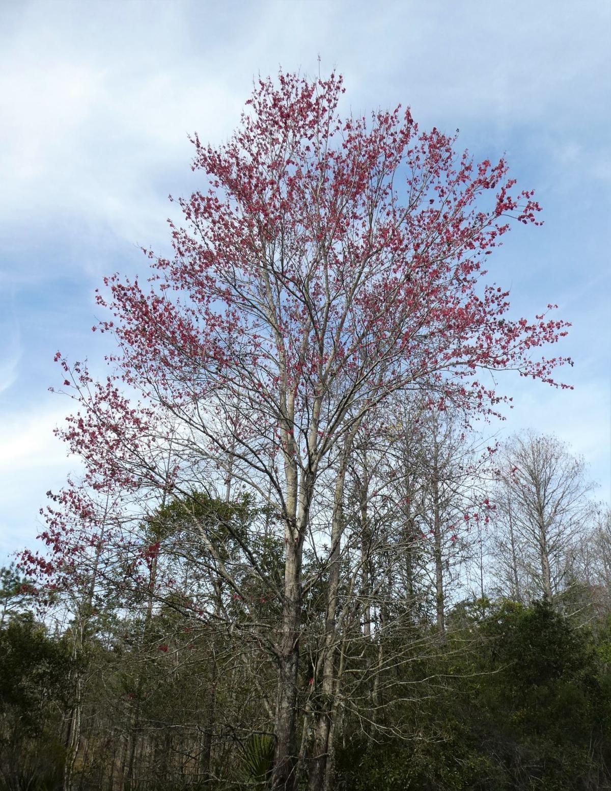 February Flowering Plants In Florida Real Estate Chronicleonline Com