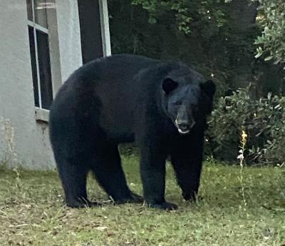 Black Bear Spotted Roaming In Citrus Springs Local News Chronicleonline Com Black Bear Spotted Roaming In Citrus Springs Local News Chronicleonline Com