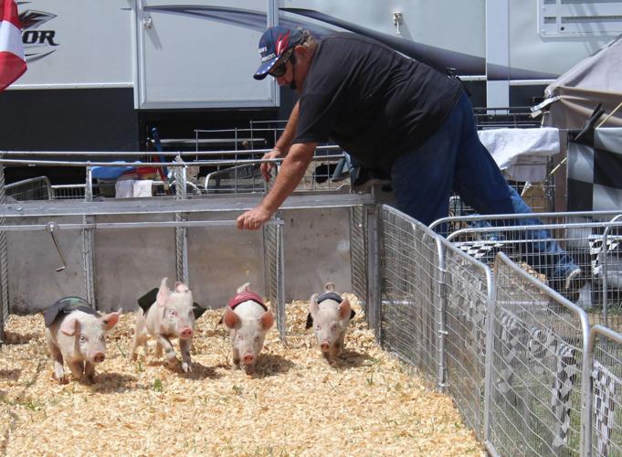 Go, pigs, go! | Local News | chronicleonline.com