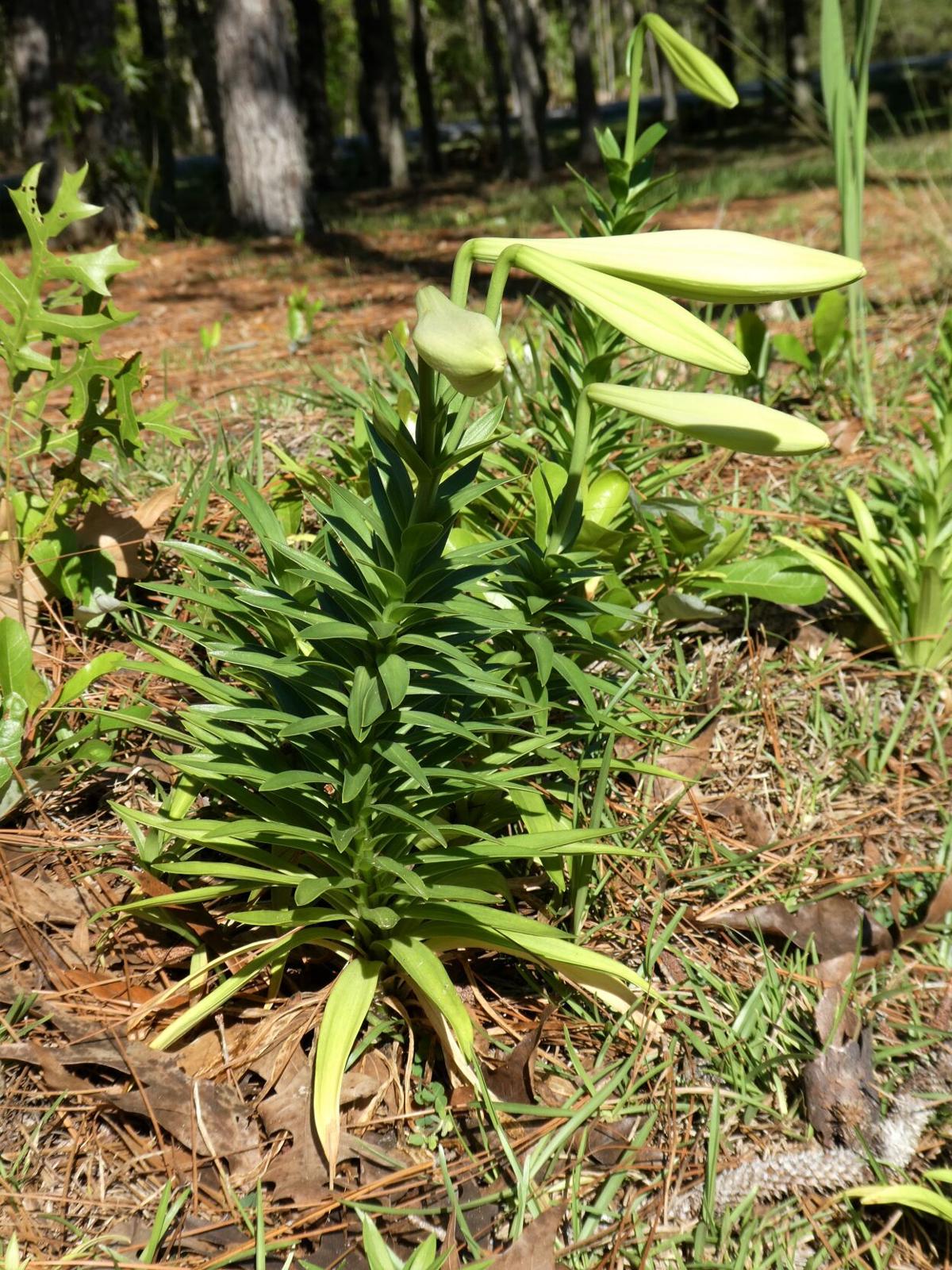 Easter Lilies Home And Outdoor Living Chronicleonline Com