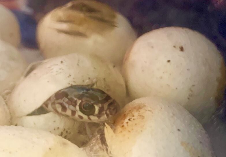 Forget puppies and kittens; newly hatched snakes are adorable | Home ...