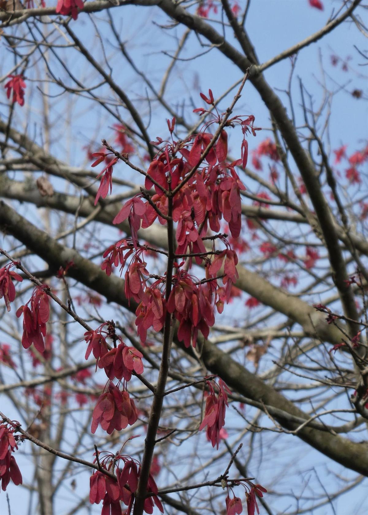 February Flowering Plants In Florida Real Estate