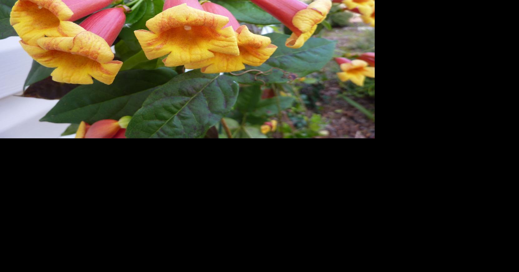 Planting evergreen vines in winter | Real Estate ...