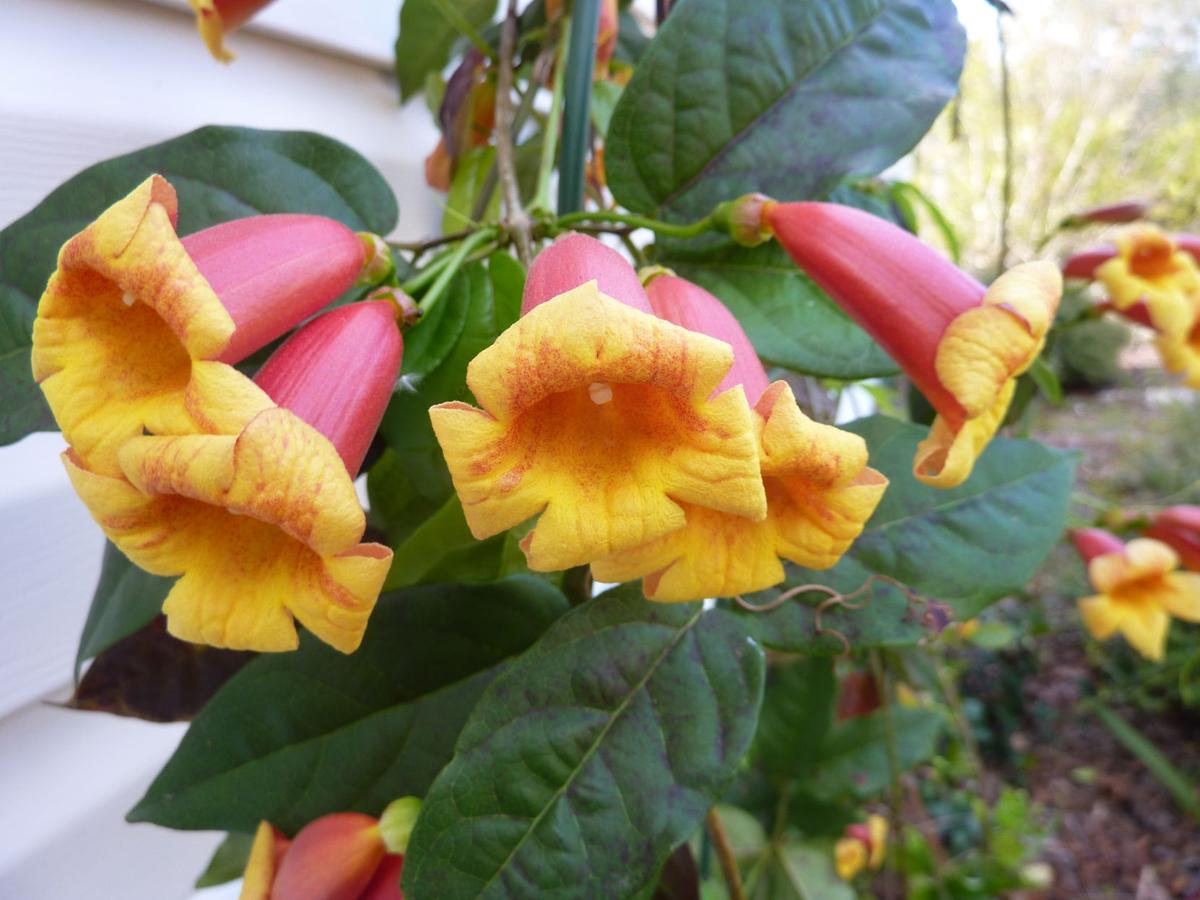 Planting Evergreen Vines In Winter Real Estate Chronicleonline Com