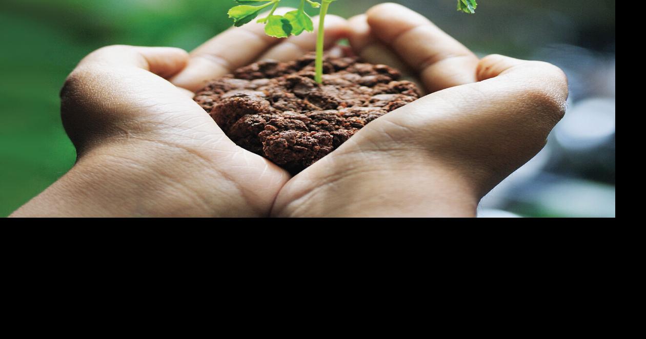 The Arborist: Thank a tree this thanksgiving | Lifestyle ...