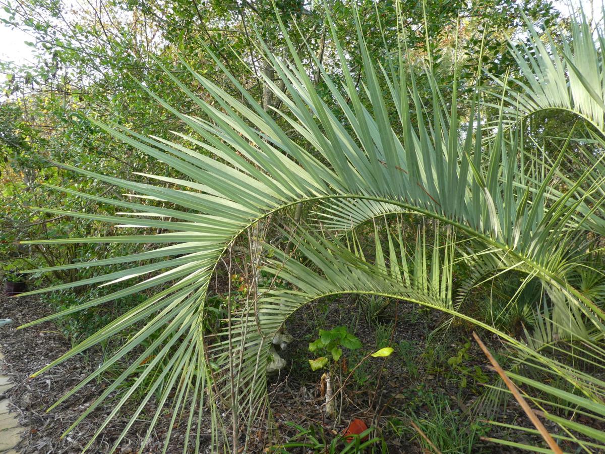 Pindo Palm a graceful, exotic tree Real Estate