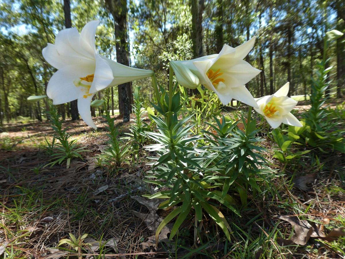 Easter Lilies Home And Outdoor Living Chronicleonline Com