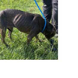 CCSO arrests man on two counts of aggravated animal cruelty | Local ...