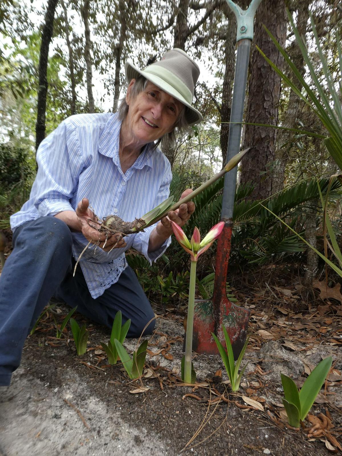 Amaryllis Bulbs And Insecticide Real Estate Chronicleonline Com
