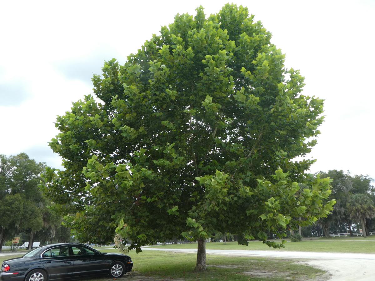Fast Growing Sycamore Real Estate Chronicleonline Com Cardiology youtube channels list ranked by popularity based on total channels subscribers, video views, video uploads, quality & consistency of videos uploaded. fast growing sycamore real estate